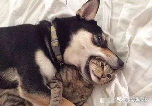 主播扎狗爆料视频下载